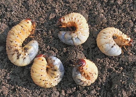 Lawn Grubs! Is Your Lawn Under Attack?