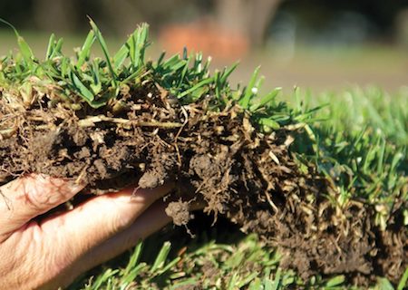 how-to-lay-turf-yourself-featured drought tolerant grass variety