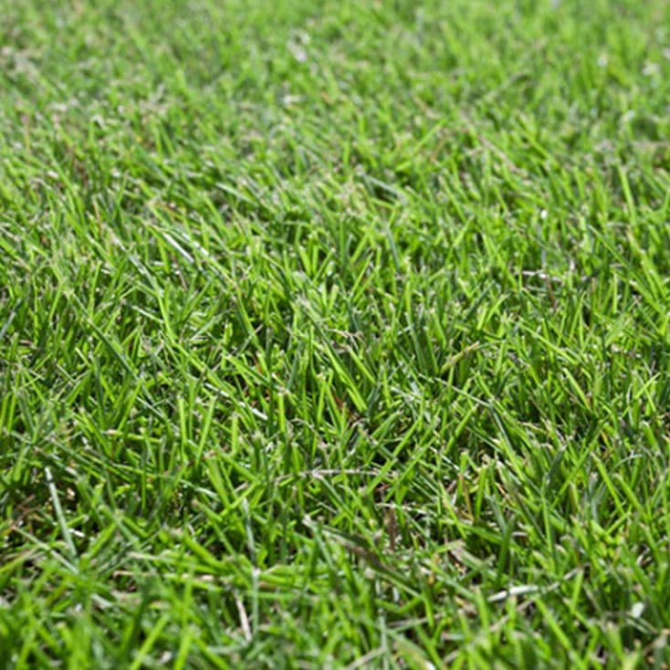 Sir grange zoysia online