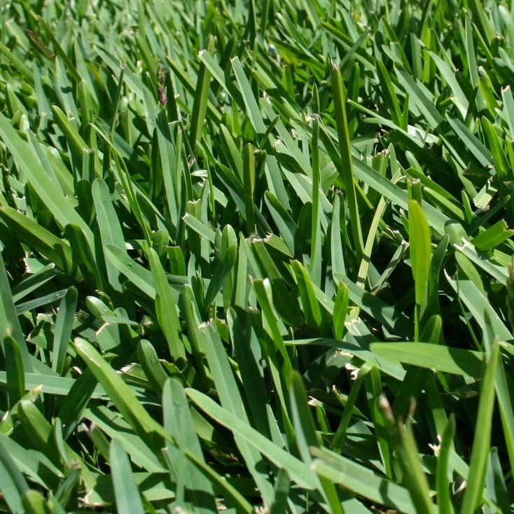 Sir Walter Buffalo Turf High quality Lawn Turf Cobbitty Turf