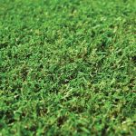 Tiftuf Bermuda Grass