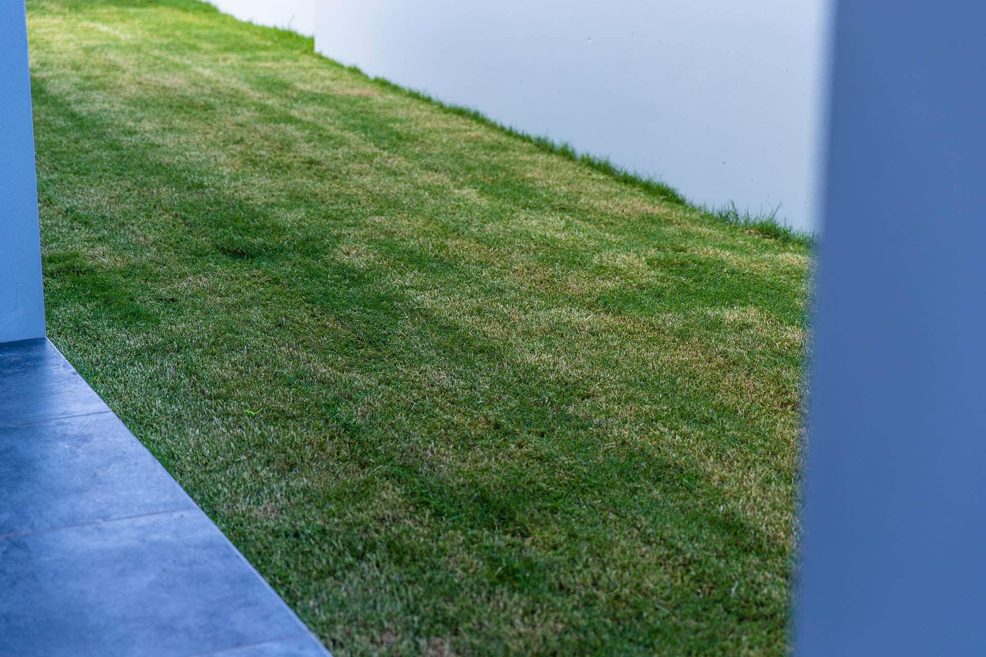 repairng-damage-to-buffalo-lawn drought tolerant grass variety