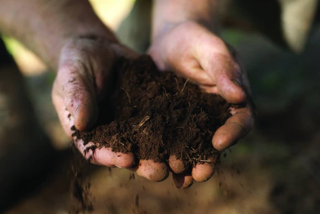 Soil Preparation for Healthy Lawn Establishment