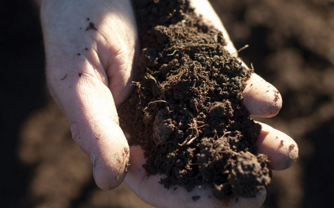 Soil Preparation is the Key Factor in New Lawn Establishment