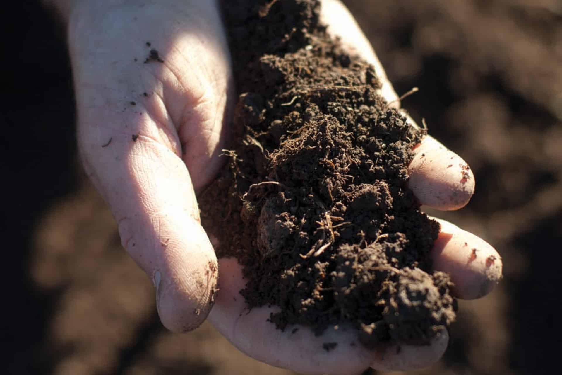 Soil Preparation is the Key Factor in Lawn Establishment Cobbitty Turf