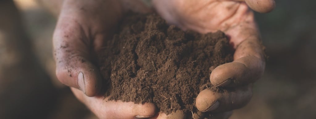 top-dressing-soil drought tolerant grass variety