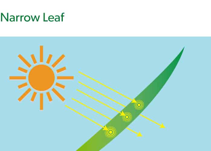 narrow grass leaf blade