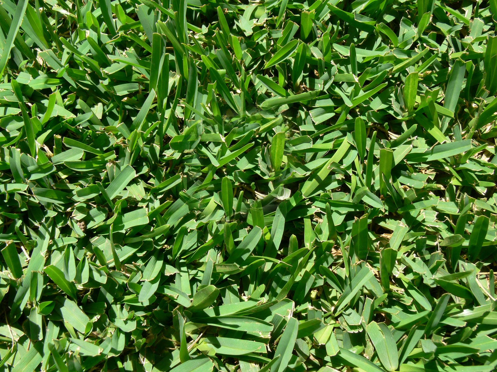 drought tolerant grass variety