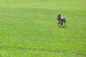 Urine burns from pets