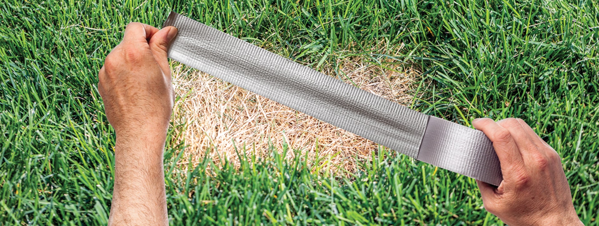 dry spots cover drought tolerant grass variety
