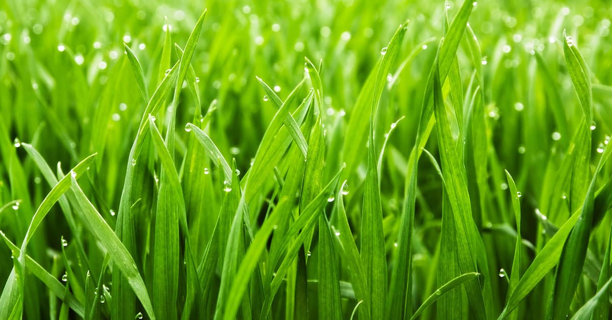 What Is The Best Turf For Goulburn Climate Cobbitty Lawn Turf