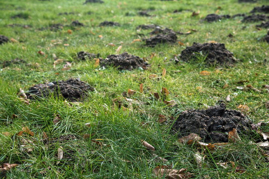Dealing with Lawn Grubs : Restoring your Lawn’s Glory with Cobbitty Turf