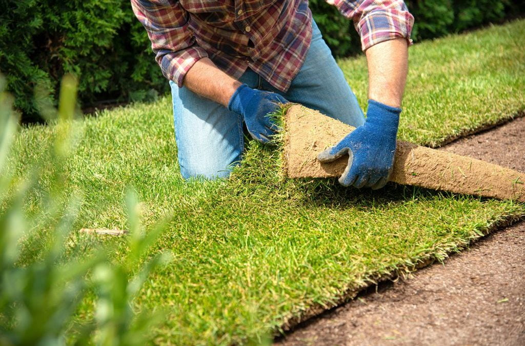 Top Dressing Your TifTuf Bermuda Grass Lawn: A Step-by-Step Guide from Cobbitty Turf