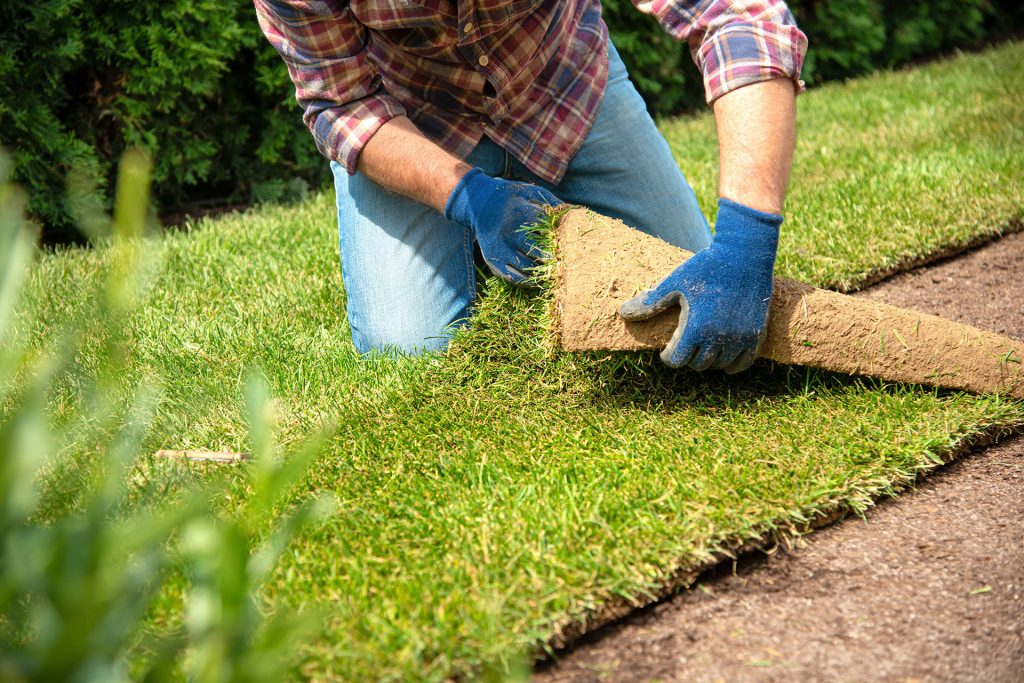 Top Dressing Your TifTuf Bermuda Grass Lawn: A Step-by-Step Guide from Cobbitty Turf