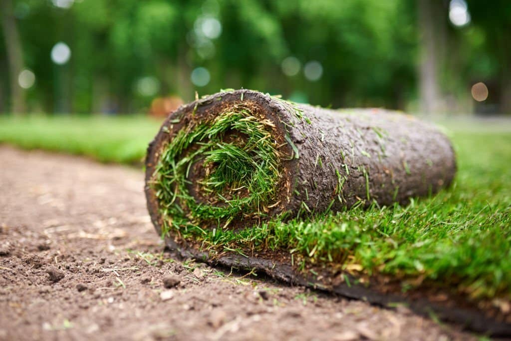 Laying TifTuf Turf and Ongoing Maintenance Cobbitty Turf