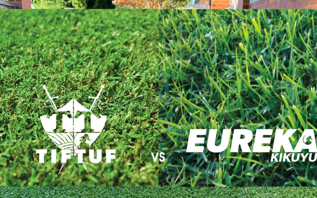 Couch vs Kikuyu Grass: Choosing the Right Turf for Your Needs