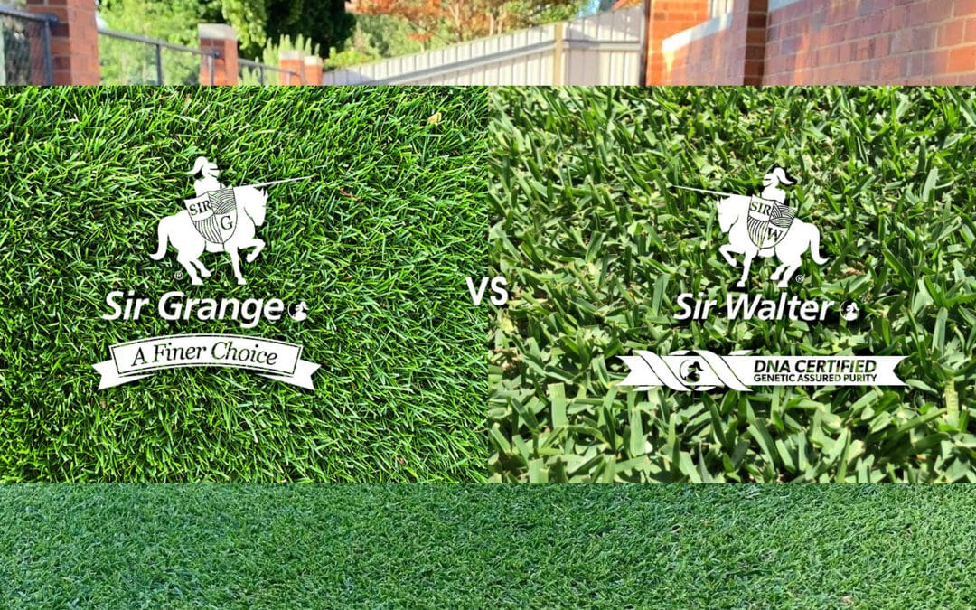 Sir Grange vs Sir Walter: A Battle of the Best Turf Varieties