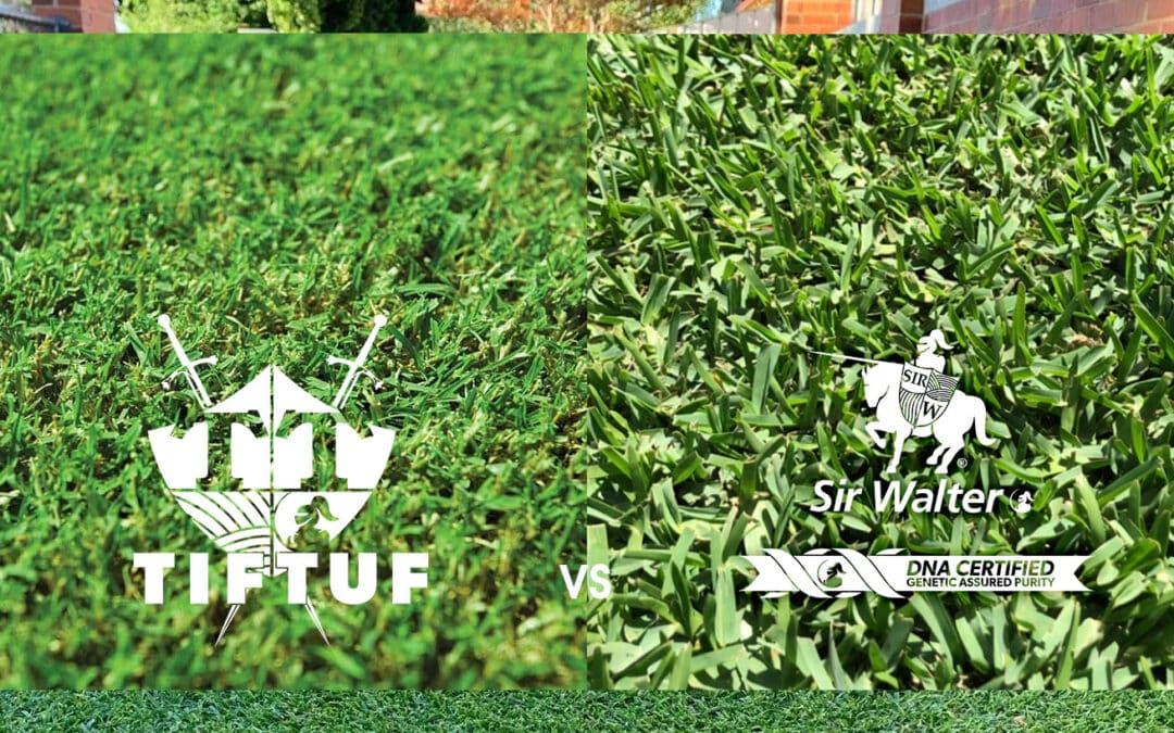 The Ultimate Turf Showdown: TifTuf vs. Sir Walter 