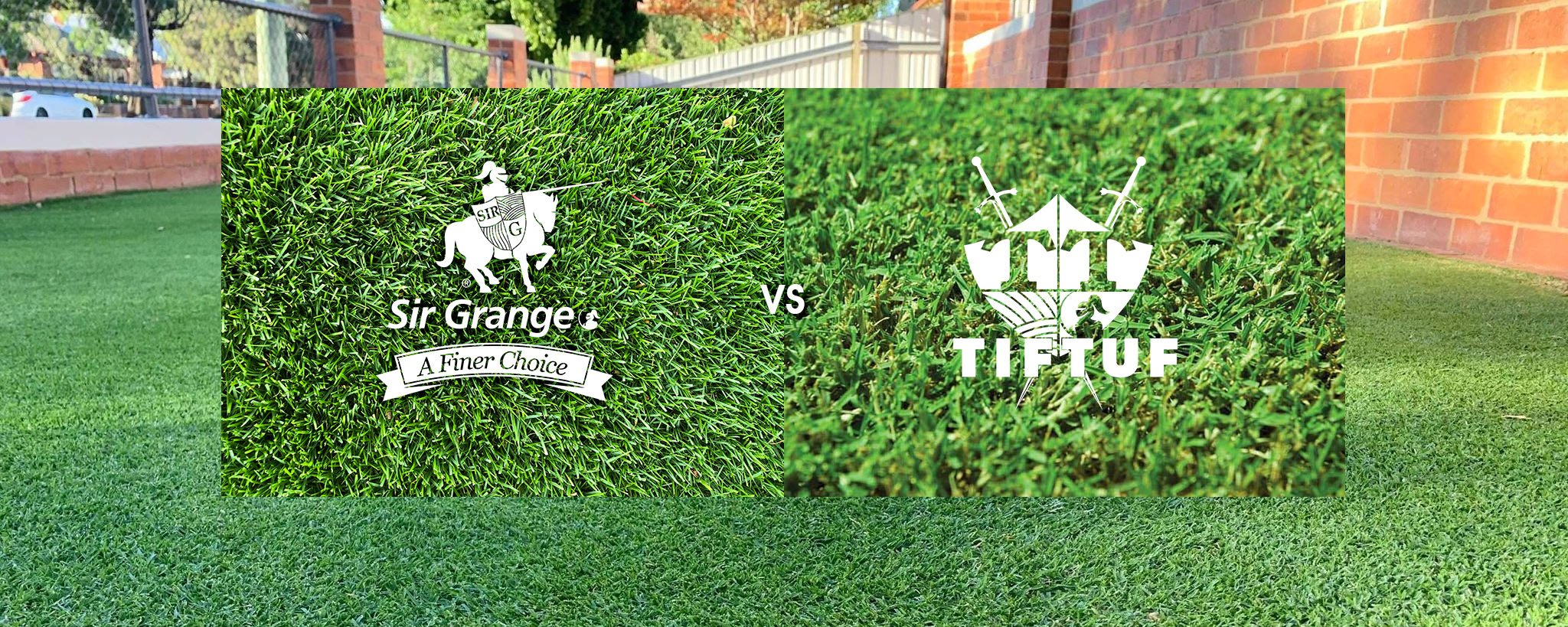 TifTuf vs. Sir Grange – Comparing Fine Leaf Turf Varieties