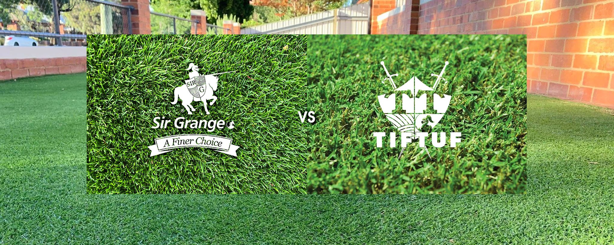 SirG vs TifTuf Banner drought tolerant grass variety