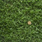 Zoysia Australis